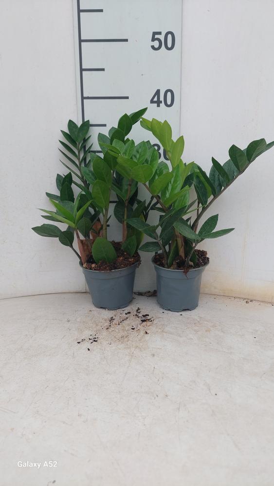 ZAMIOCULCAS VP12