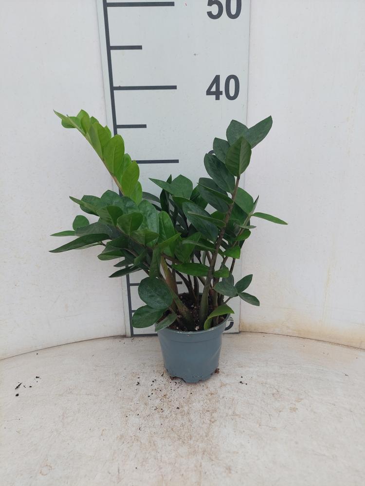 ZAMIOCULCAS VP12