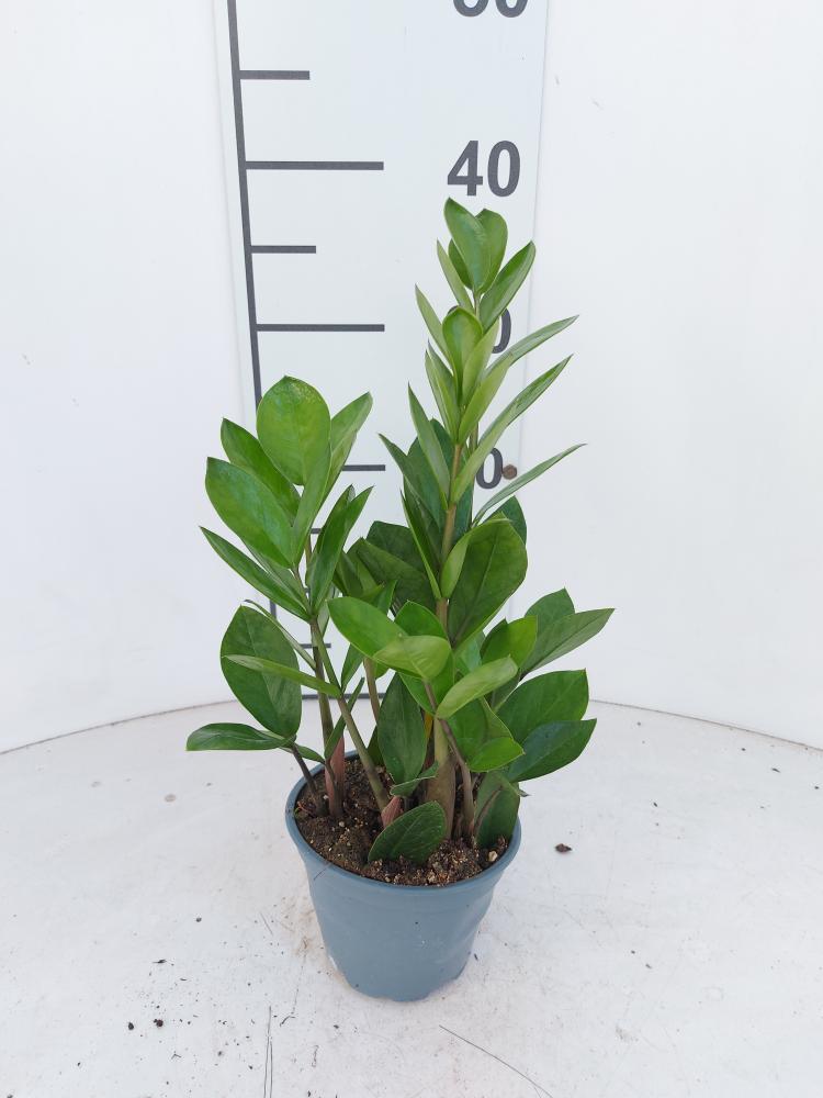 ZAMIOCULCAS VP12