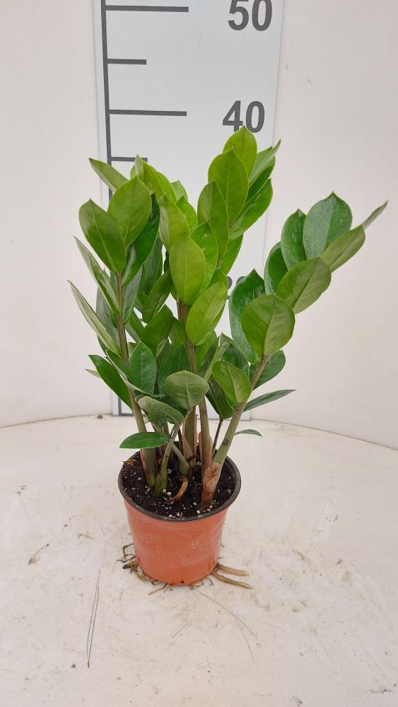 ZAMIOCULCAS VP12