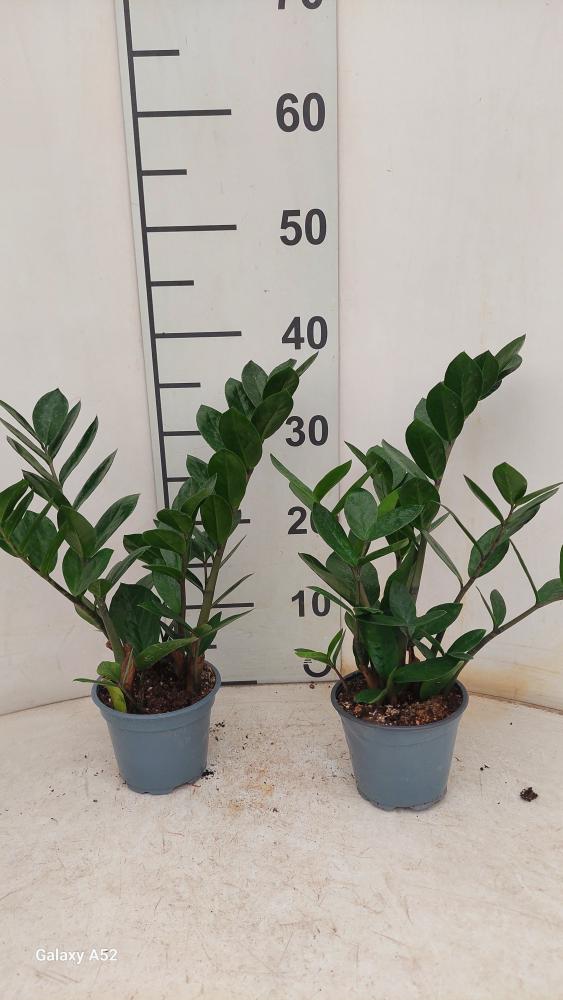 ZAMIOCULCAS VP12