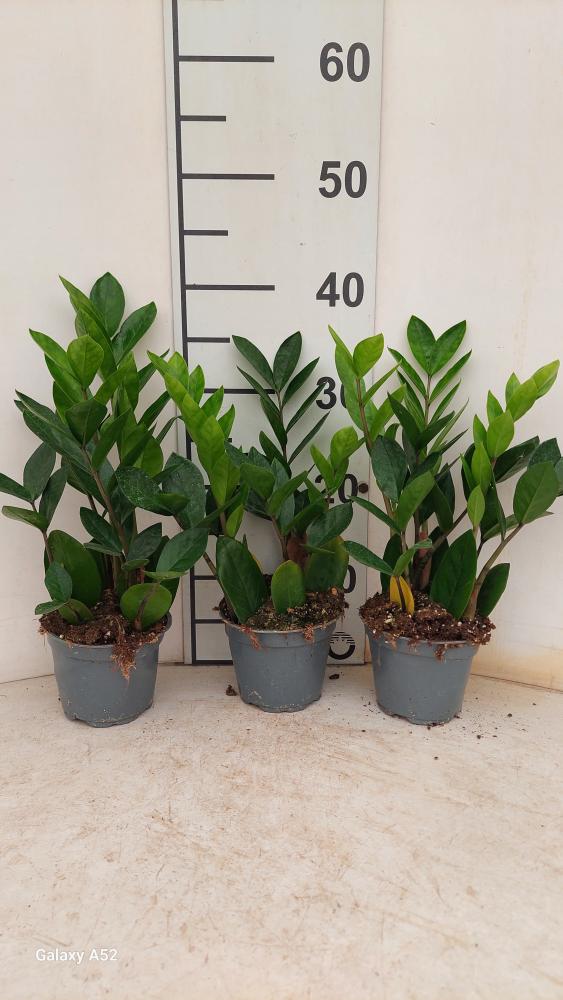 ZAMIOCULCAS VP12