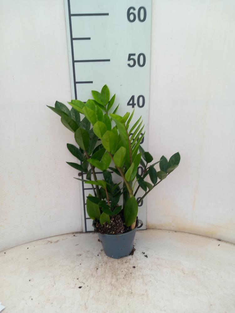 ZAMIOCULCAS VP12