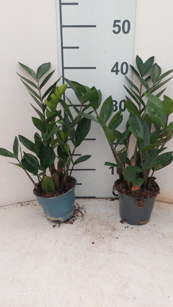 ZAMIOCULCAS VP12