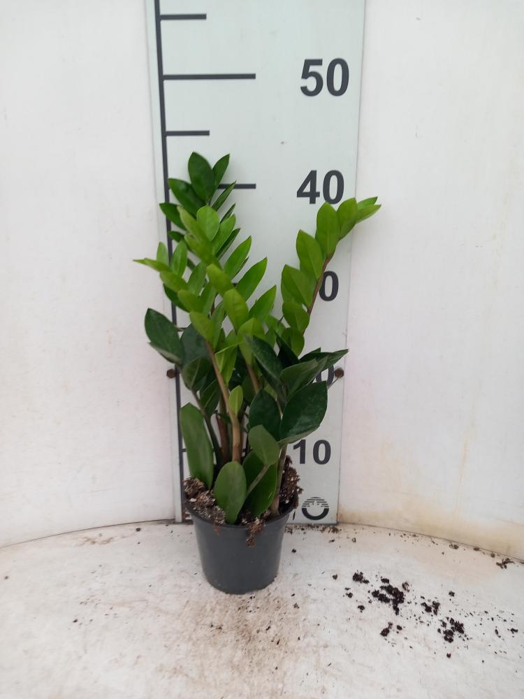 ZAMIOCULCAS VP12