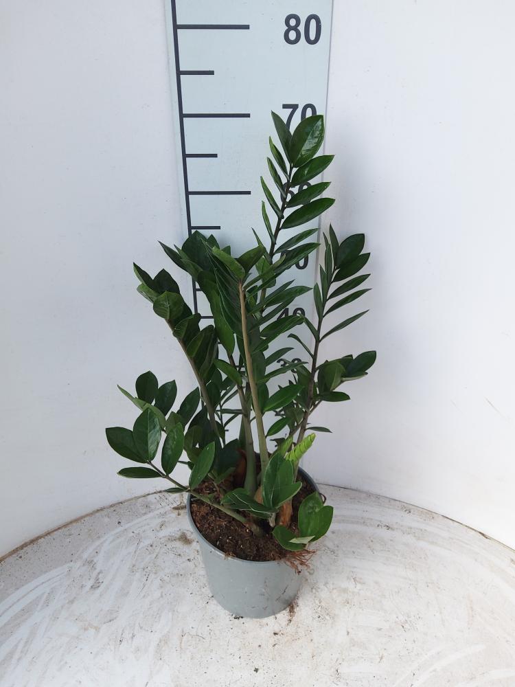 ZAMIOCULCAS VP21