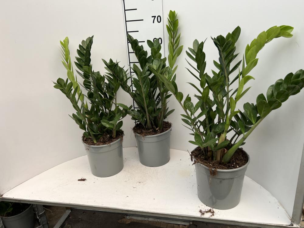 ZAMIOCULCAS VP21