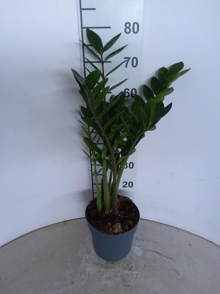 ZAMIOCULCAS VP21