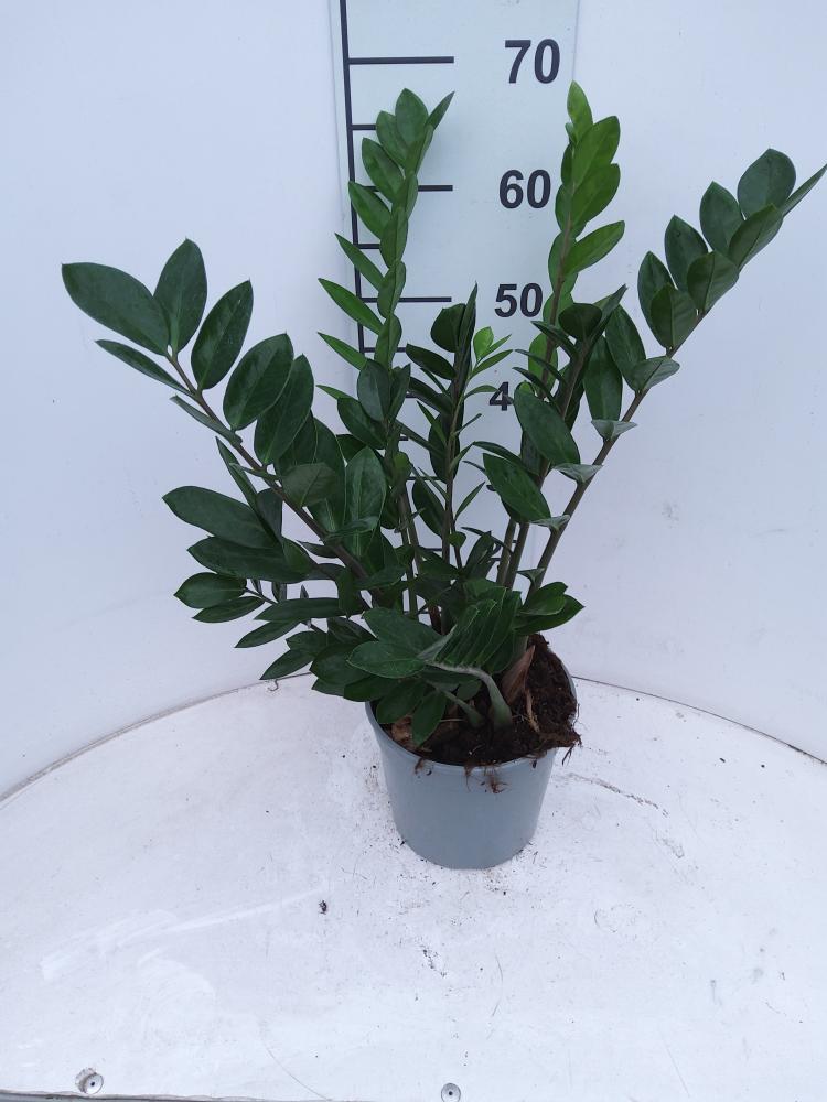 ZAMIOCULCAS VP21
