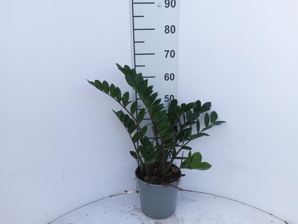ZAMIOCULCAS VP21