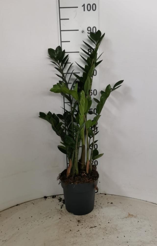 ZAMIOCULCAS VP21