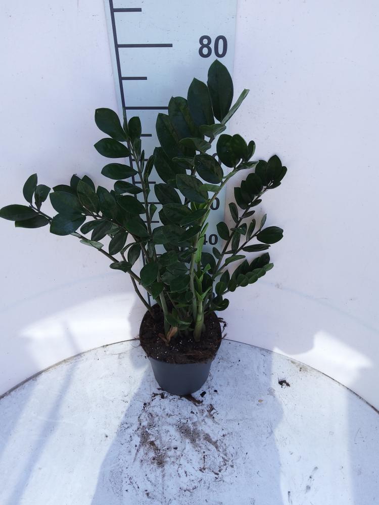 ZAMIOCULCAS VP21