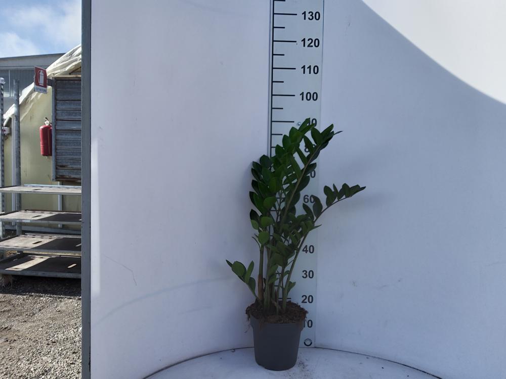 ZAMIOCULCAS VP21