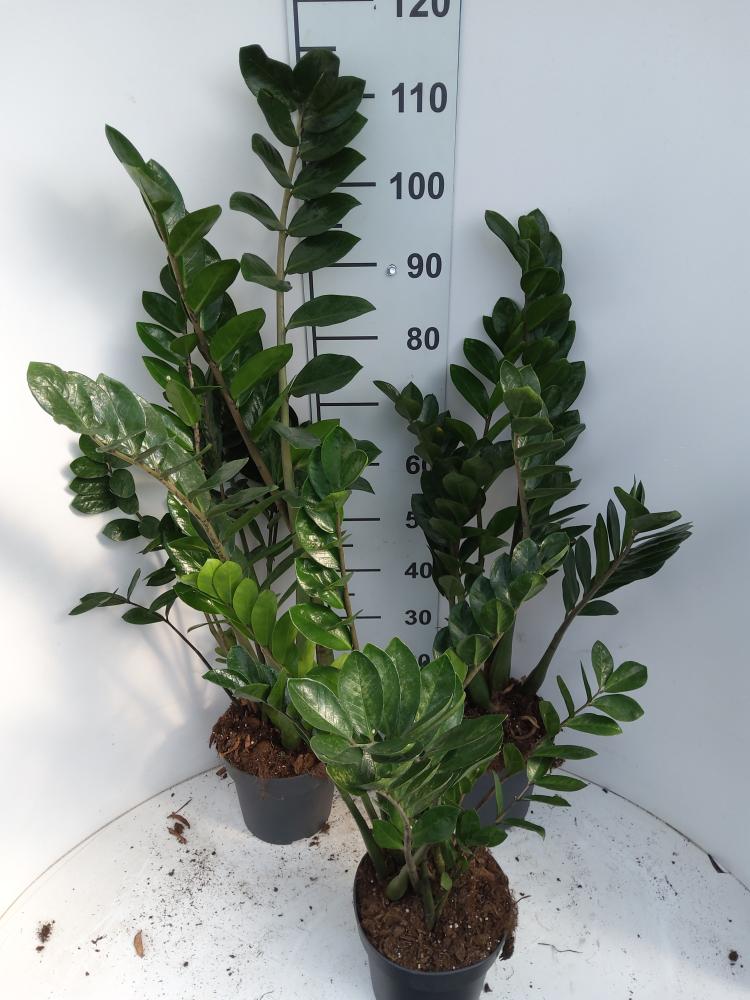 ZAMIOCULCAS VP21