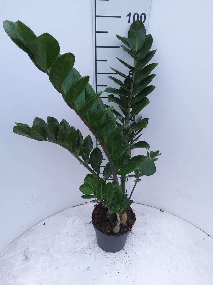 ZAMIOCULCAS VP21