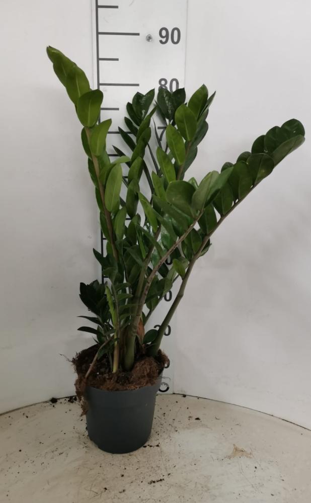 ZAMIOCULCAS VP21