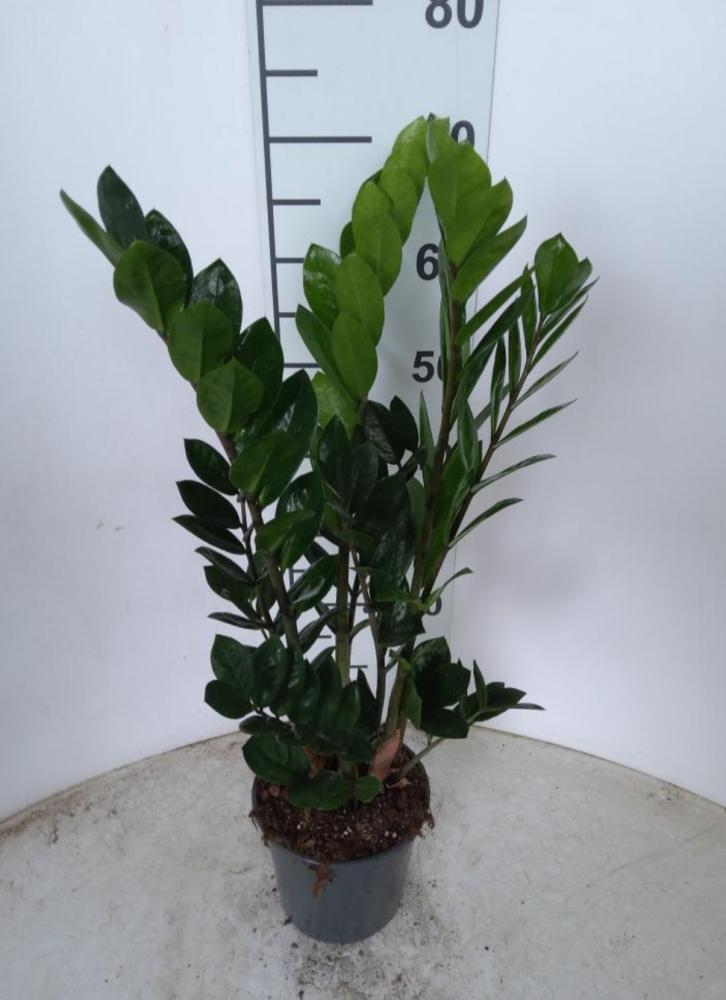 ZAMIOCULCAS VP21