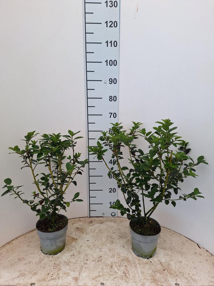 ILEX BACCATO VP17