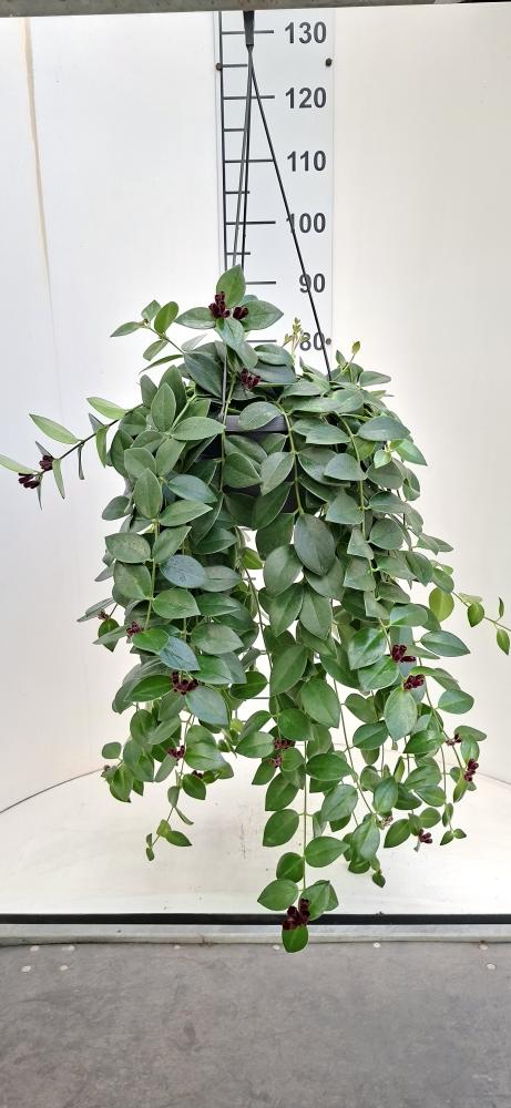 COLUMNEA LOBBIANUS BASKET BK20