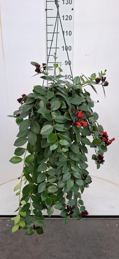 COLUMNEA LOBBIANUS BASKET BK20