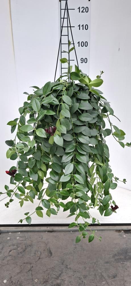 COLUMNEA LOBBIANUS BASKET BK20