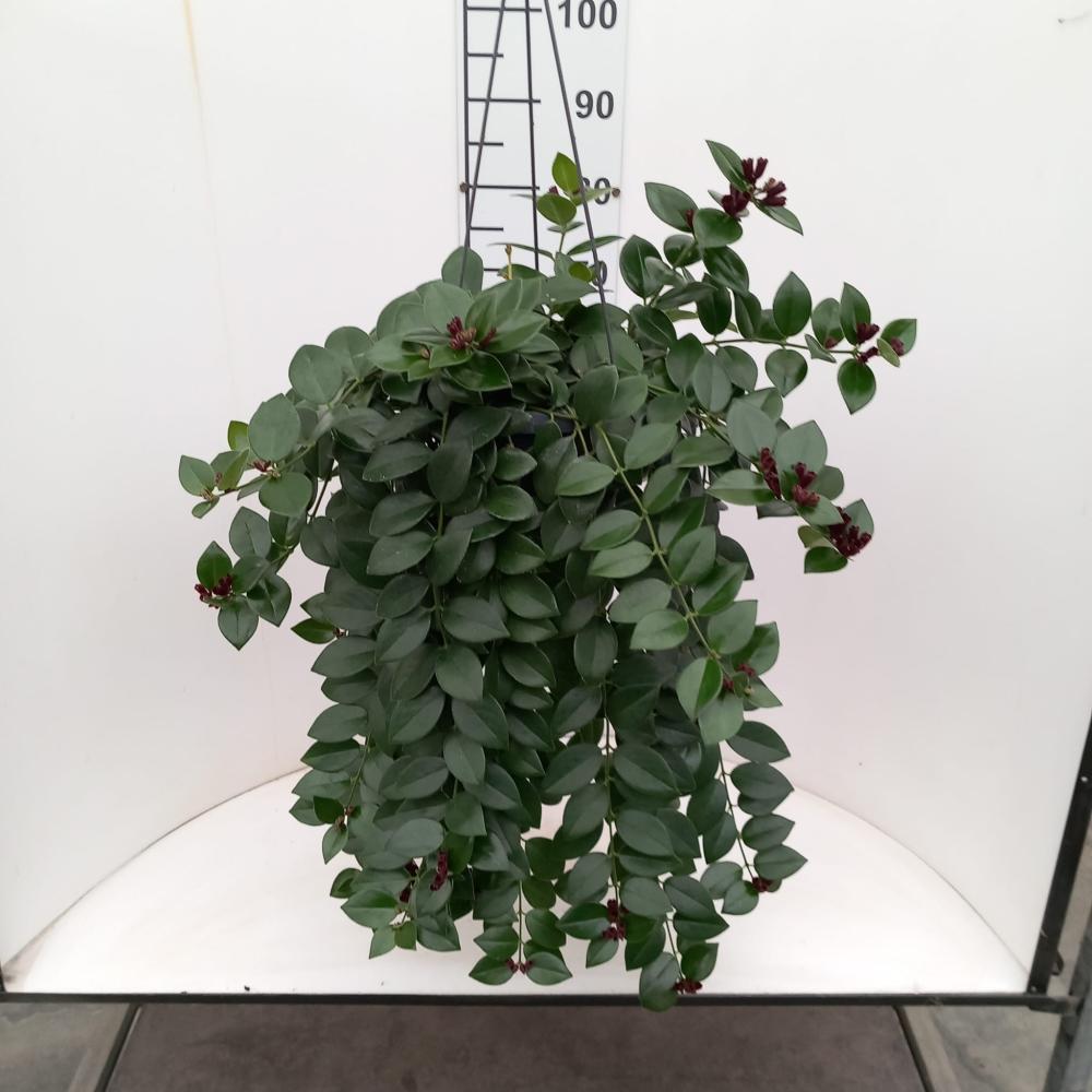 COLUMNEA LOBBIANUS BASKET BK20