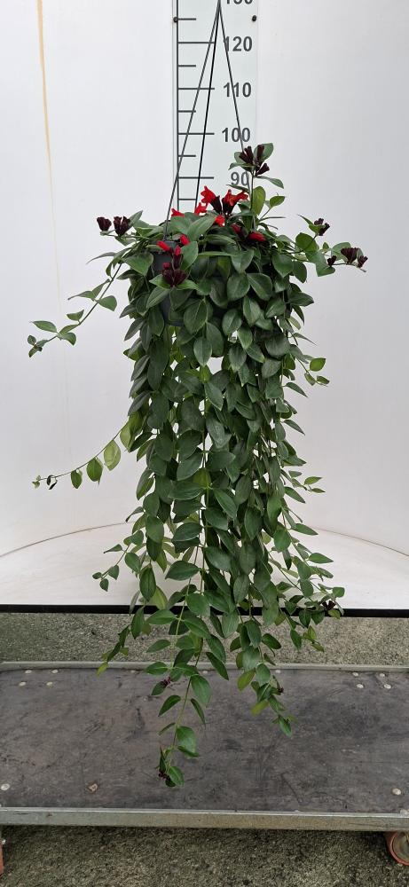 COLUMNEA LOBBIANUS BASKET BK20