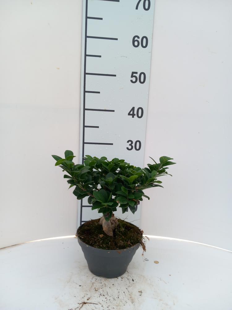 FICUS GINSENG GR 250 CP17