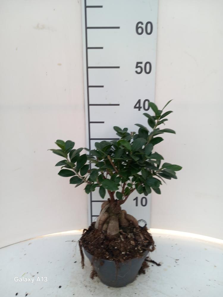 FICUS GINSENG GR 250 CP17