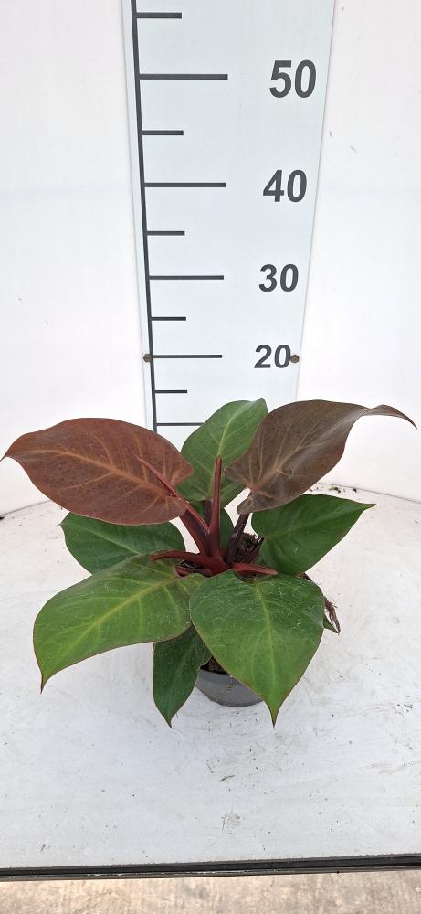 PHILODENDRON RED SUN CP17