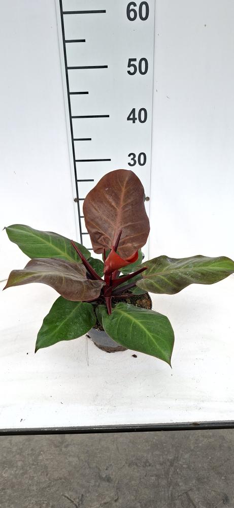 PHILODENDRON RED SUN CP17