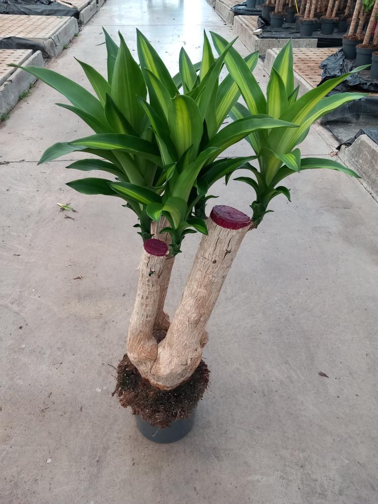 DRACAENA MESS. RAMIF. VP24 H60