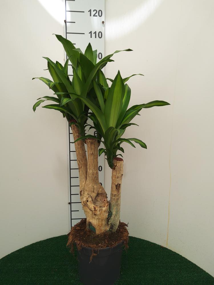 DRACAENA MESS. RAMIF. VP24 H60