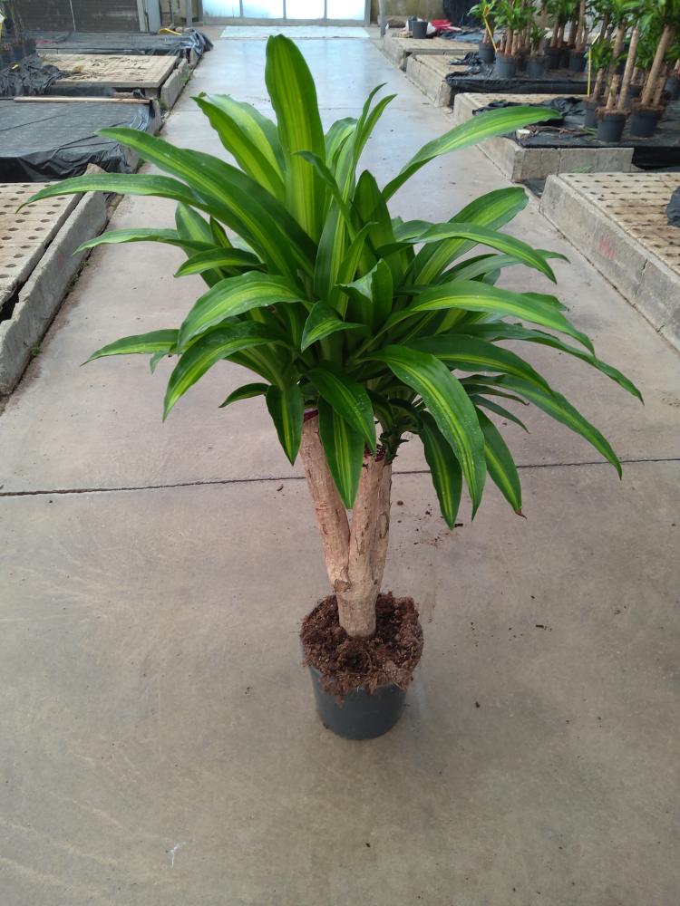 DRACAENA MESS. RAMIF. VP24 H60
