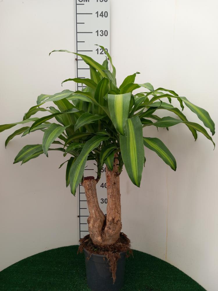 DRACAENA MESS. RAMIF. VP24 H60