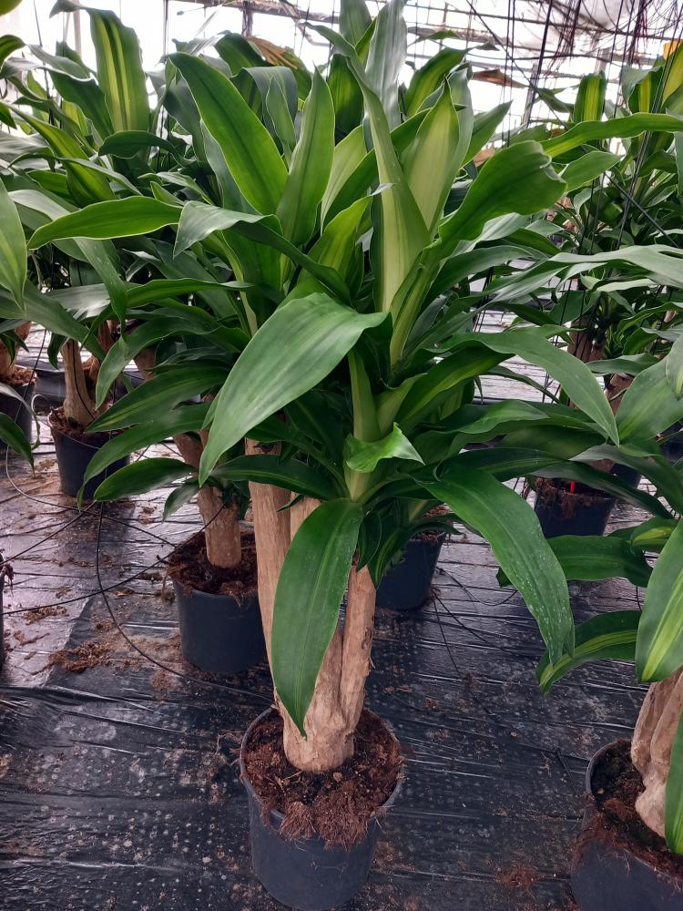 DRACAENA MESS. RAMIF. VP24 H60