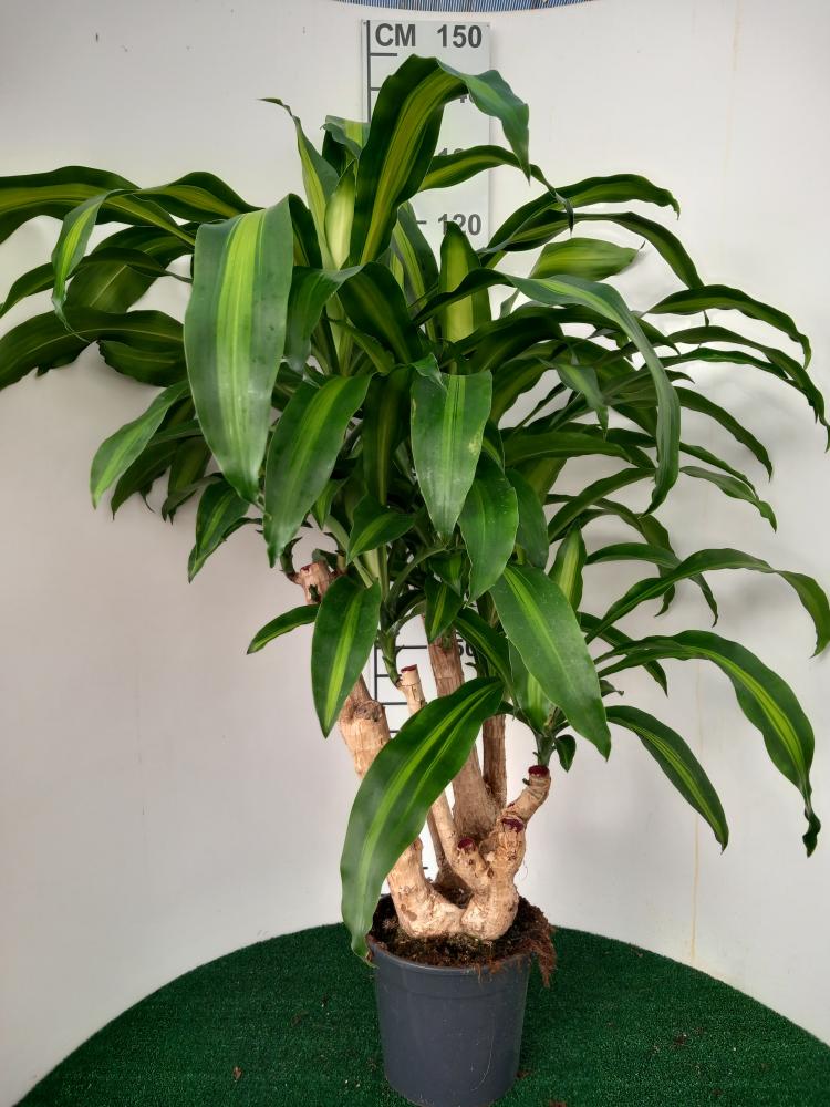 DRACAENA MESS. RAMIF. VP24 H60