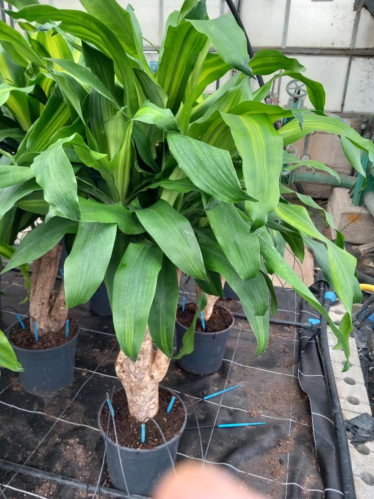 DRACAENA MESS. RAMIF. VP24 H60