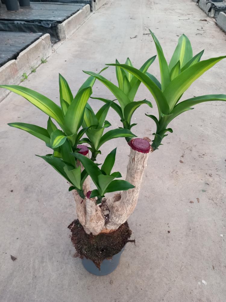 DRACAENA MESS. RAMIF. VP21 H45