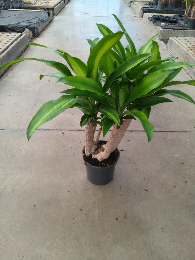 DRACAENA MESS. RAMIF. VP21 H45