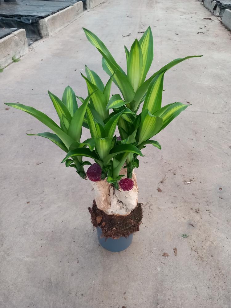 DRACAENA MESS.RAMIF. VP17 H30