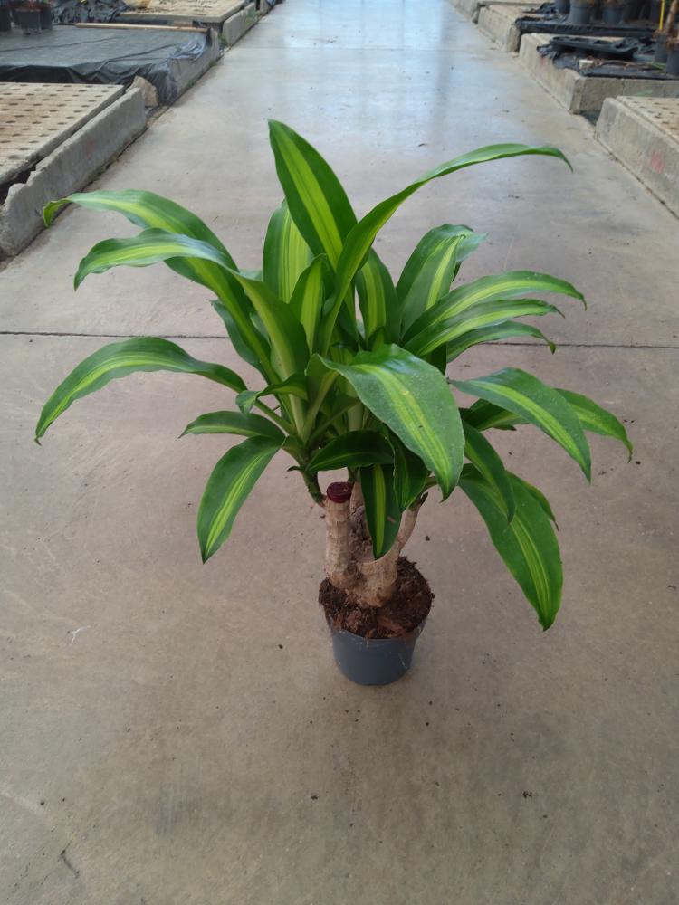 DRACAENA MESS.RAMIF. VP17 H30
