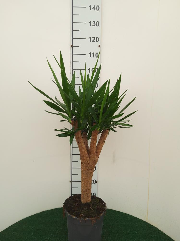 YUCCA RAMIF. VP24 H60