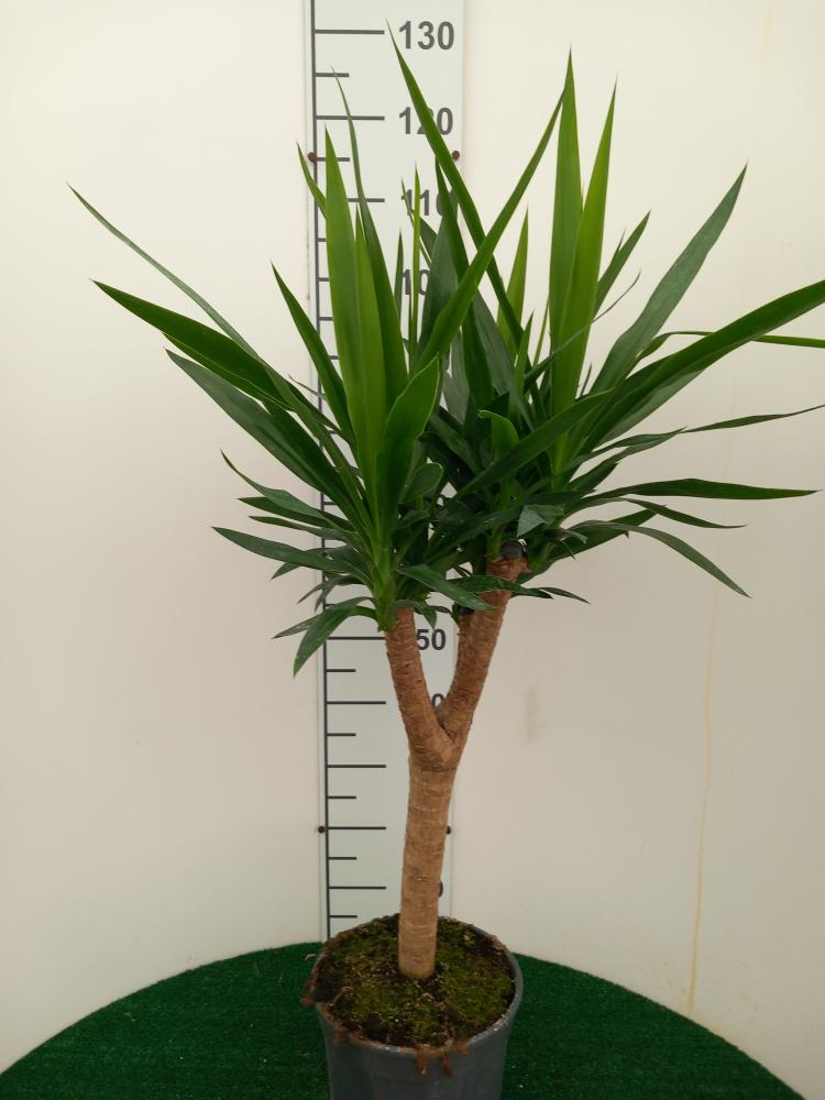 YUCCA RAMIF. VP24 H60