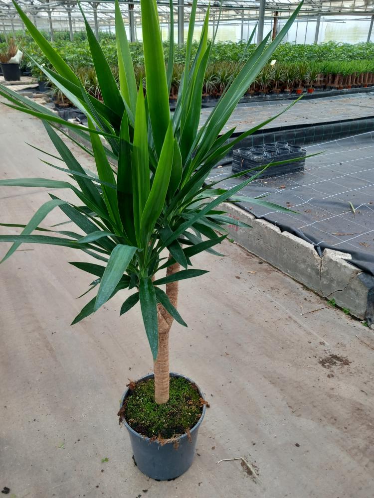 YUCCA RAMIF. VP24 H60