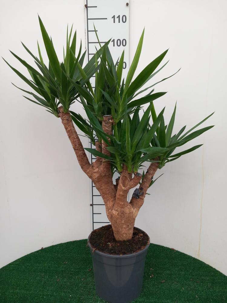 YUCCA RAMIF. VP24 H60