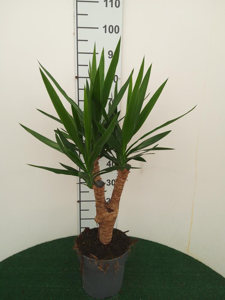 YUCCA RAMIF. VP21 H45