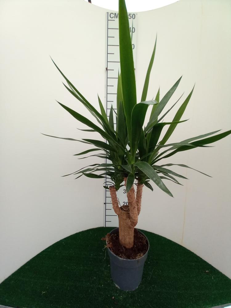 YUCCA RAMIF. VP21 H45