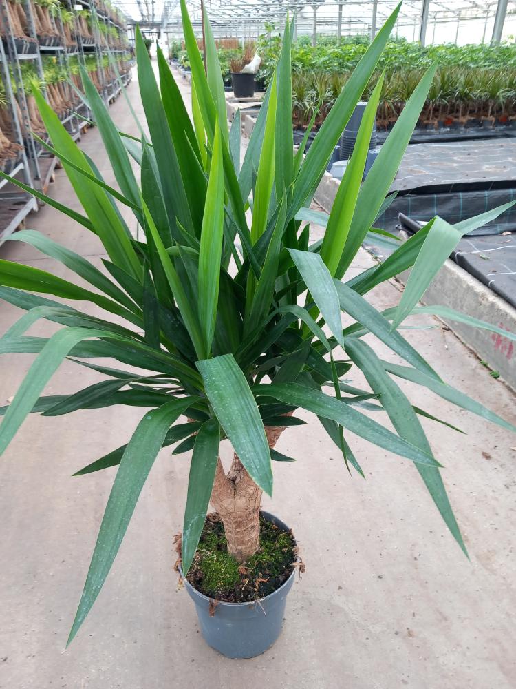 YUCCA RAMIF. VP21 H45