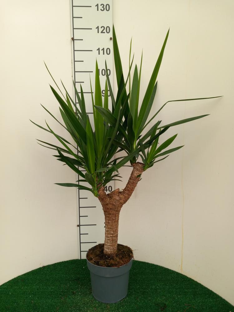 YUCCA RAMIF. VP21 H45